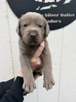 Gray collar , a male Labrador Retriever for sale in Valley Center, CA – 2 of 9