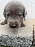 Teal collar, a female Labrador Retriever for sale in Valley Center, CA – 8 of 10