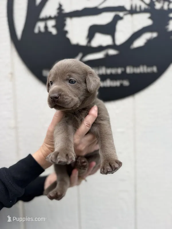 Teal collar – Labrador Retriever puppy for sale in Valley Center, CA