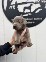 Teal collar, a female Labrador Retriever for sale in Valley Center, CA – 2 of 10