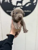 Light blue collar , a male Labrador Retriever for sale in Valley Center, CA – 7 of 10