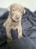 Pink collar , a female Labrador Retriever for sale in Valley Center, CA – 6 of 9