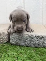 Light blue collar , a male Labrador Retriever for sale in Valley Center, CA – 9 of 10