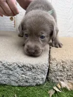 Teal collar, a female Labrador Retriever for sale in Valley Center, CA – 9 of 10