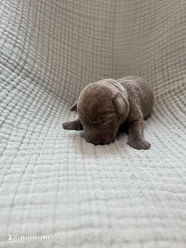 Teal collar – Labrador Retriever puppy for sale in Valley Center, CA