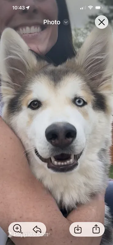 Wiley – German Shepherd Dog, Alaskan Husky puppy for sale in Carlsbad, CA
