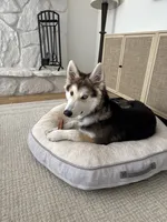 Wiley, a male German Shepherd Dog and Alaskan Husky for sale in Carlsbad, CA – 2 of 3