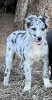 AKC & ASCA Selene, a female Australian Shepherd for sale in Valley Center, CA – Photo 2 of 3