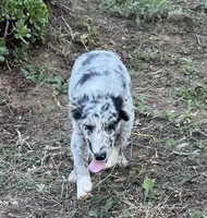 AKC & ASCA Selene, a female Australian Shepherd for sale in Valley Center, CA – Photo 3 of 3