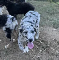 AKC & ASCA Selene, a female Australian Shepherd for sale in Valley Center, CA – Photo 1 of 3