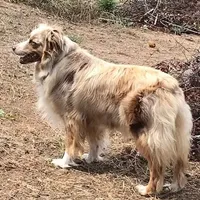 Damon, a male Australian Shepherd for sale in Valley Center, CA – Photo 8 of 9