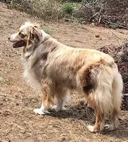 Damon, a male Australian Shepherd for sale in Valley Center, CA – Photo 8 of 9