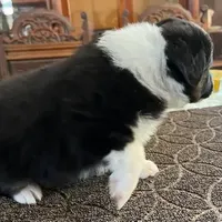 Damon, a male Australian Shepherd for sale in Valley Center, CA – Photo 5 of 9