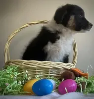 Damon, a male Australian Shepherd for sale in Valley Center, CA – Photo 3 of 9