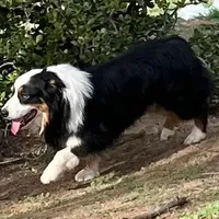Damon, a male Australian Shepherd for sale in Valley Center, CA – Photo 9 of 9