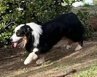 Damon, a male Australian Shepherd for sale in Valley Center, CA – Photo 9 of 9
