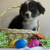 Damon, a male Australian Shepherd for sale in Valley Center, CA – Photo 1 of 9