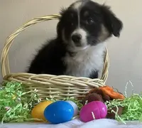 Damon, a male Australian Shepherd for sale in Valley Center, CA – Photo 1 of 9
