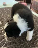 Damon, a male Australian Shepherd for sale in Valley Center, CA – Photo 7 of 9