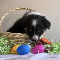 Damon, a male Australian Shepherd for sale in Valley Center, CA – Photo 2 of 9
