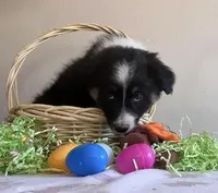 Damon, a male Australian Shepherd for sale in Valley Center, CA – Photo 2 of 9