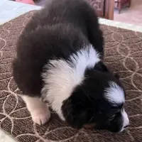 Damon, a male Australian Shepherd for sale in Valley Center, CA – Photo 6 of 9
