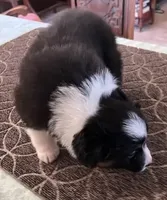 Damon, a male Australian Shepherd for sale in Valley Center, CA – Photo 6 of 9