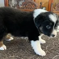Damon, a male Australian Shepherd for sale in Valley Center, CA – Photo 4 of 9