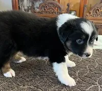 Damon, a male Australian Shepherd for sale in Valley Center, CA – Photo 4 of 9