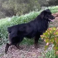 Logan, a male Australian Shepherd for sale in Valley Center, CA – Photo 1 of 8