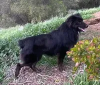 Logan, a male Australian Shepherd for sale in Valley Center, CA – Photo 1 of 8