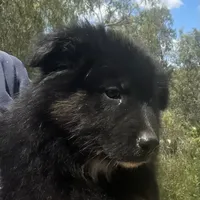 Logan, a male Australian Shepherd for sale in Valley Center, CA – Photo 8 of 8