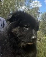 Logan, a male Australian Shepherd for sale in Valley Center, CA – Photo 8 of 8