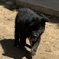 Logan, a male Australian Shepherd for sale in Valley Center, CA – Photo 5 of 8