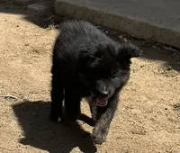 Logan, a male Australian Shepherd for sale in Valley Center, CA – Photo 5 of 8