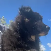 Logan, a male Australian Shepherd for sale in Valley Center, CA – Photo 6 of 8