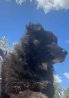 Logan, a male Australian Shepherd for sale in Valley Center, CA – Photo 6 of 8