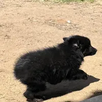 Logan, a male Australian Shepherd for sale in Valley Center, CA – Photo 7 of 8