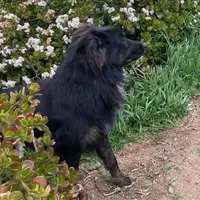 Logan, a male Australian Shepherd for sale in Valley Center, CA – Photo 2 of 8