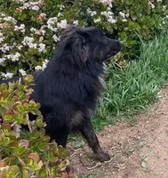 Logan, a male Australian Shepherd for sale in Valley Center, CA – Photo 2 of 8