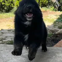 Logan, a male Australian Shepherd for sale in Valley Center, CA – Photo 4 of 8