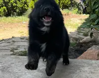 Logan, a male Australian Shepherd for sale in Valley Center, CA – Photo 4 of 8