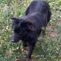 Logan, a male Australian Shepherd for sale in Valley Center, CA – Photo 3 of 8