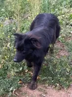 Logan, a male Australian Shepherd for sale in Valley Center, CA – Photo 3 of 8