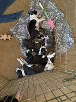 Tater, a male Boston Terrier for sale in Glencoe, CA – 8 of 8