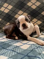 Hermione, a female Boston Terrier for sale in Glencoe, CA – 1 of 9