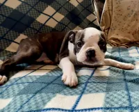 Hermione, a female Boston Terrier for sale in Glencoe, CA – 4 of 9