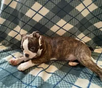 Tater, a male Boston Terrier for sale in Glencoe, CA – 3 of 8