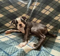 Luna, a female Boston Terrier for sale in Glencoe, CA – 2 of 7