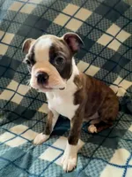 Tater, a male Boston Terrier for sale in Glencoe, CA – 5 of 8